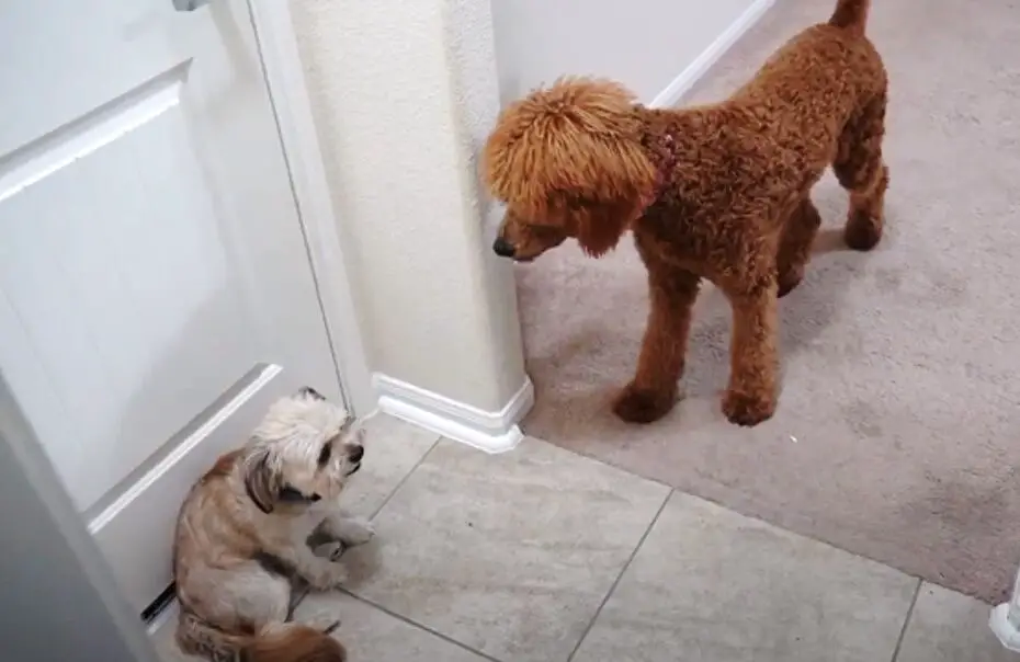 poodle trying to get along with another dog