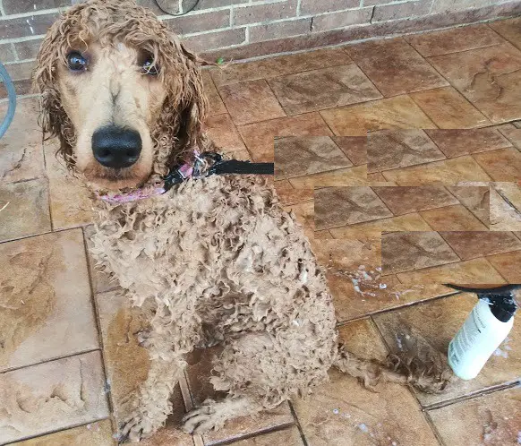a shampooed poodle