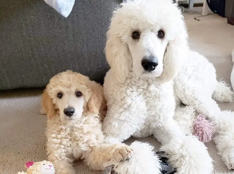 poodle and another poodle