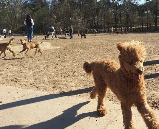 poodle playing in park