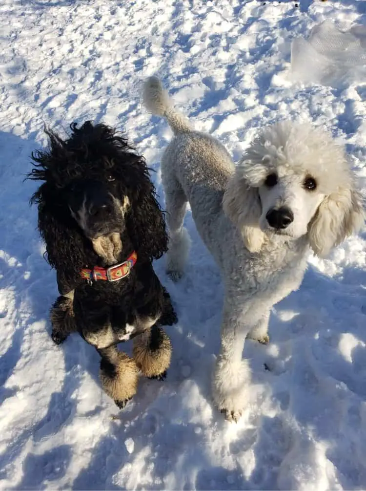 two poodle on snow