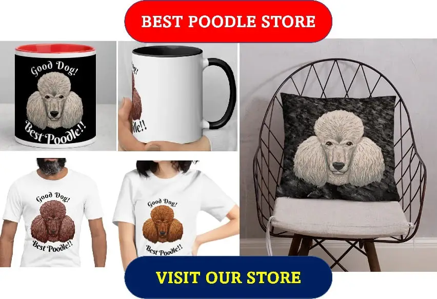 best poodle store