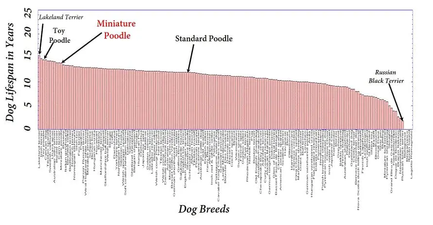 graph of how long miniature poodles live