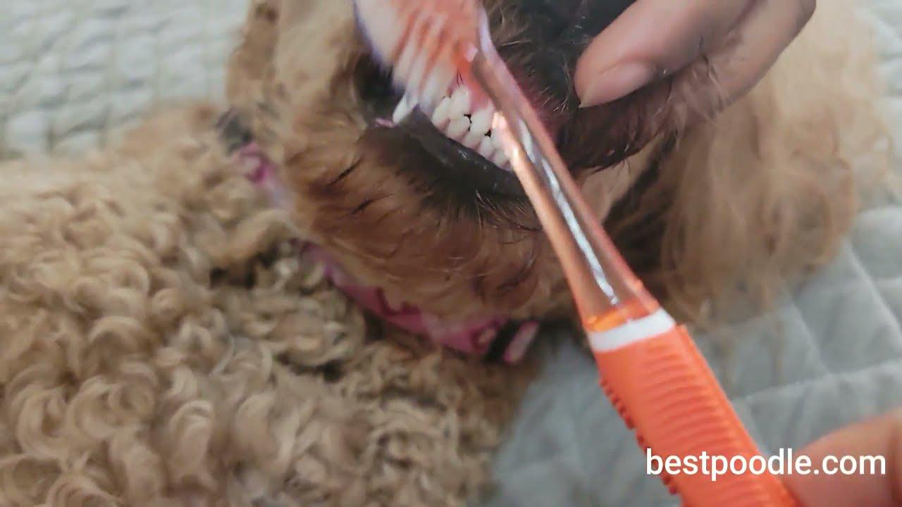 'Video thumbnail for HOW TO CLEAN A POODLE'S TEETH'