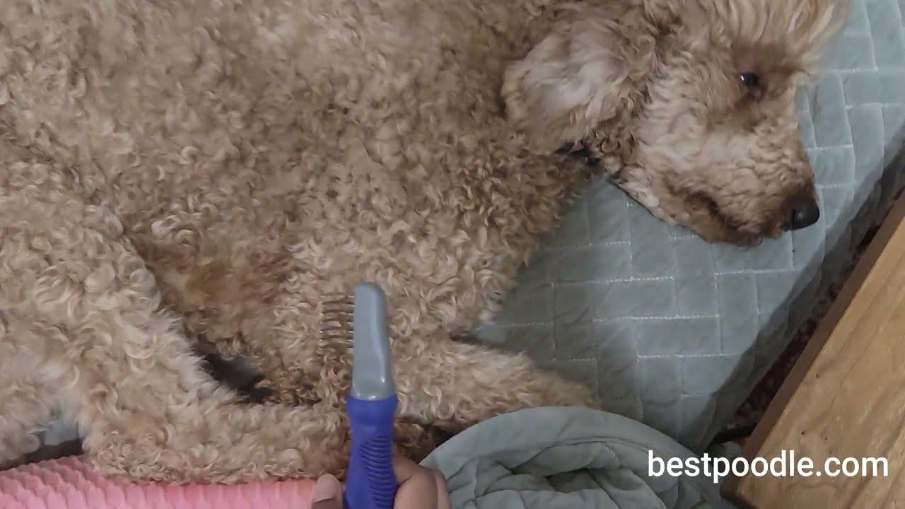 'Video thumbnail for HOW TO REMOVE TANGLES AND MATS IN POODLE HAIR'