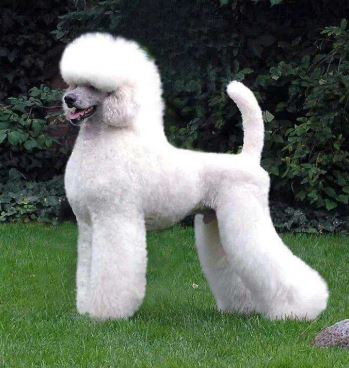 An adult male standard poodle