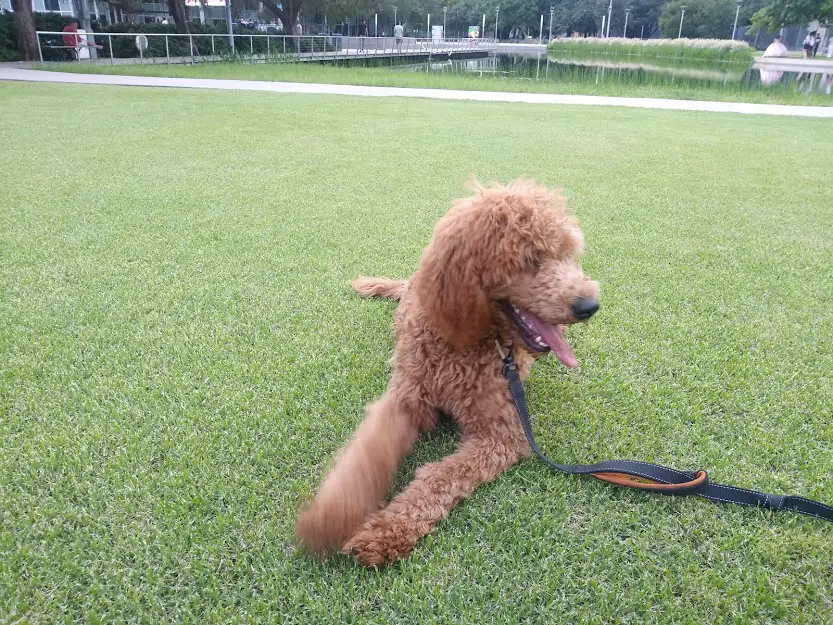 poodle at green park