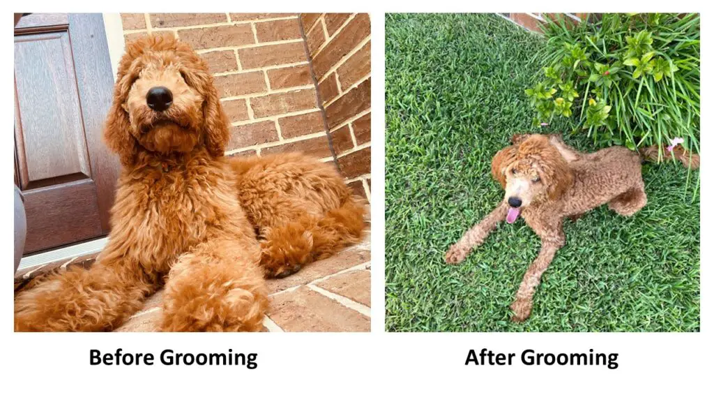 home groomed poodle