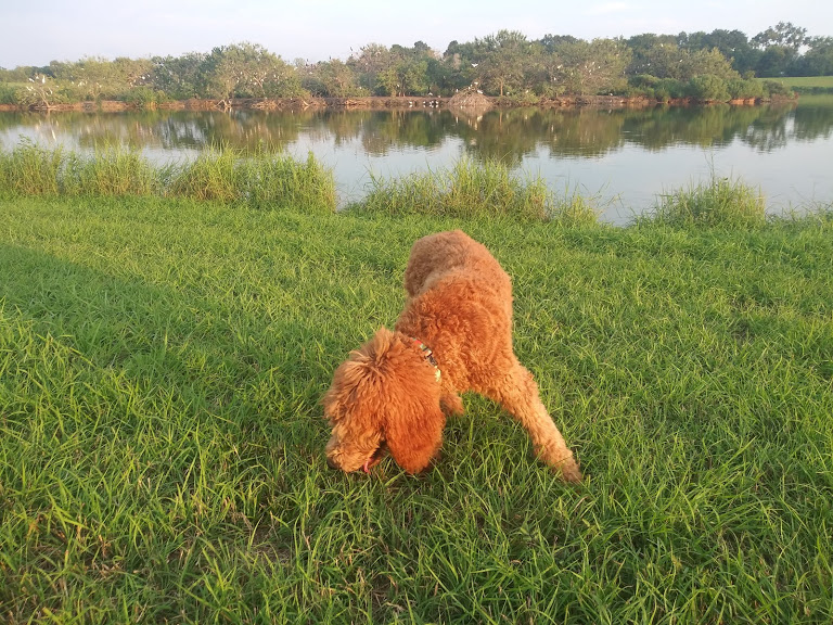 brienwood standard poodles