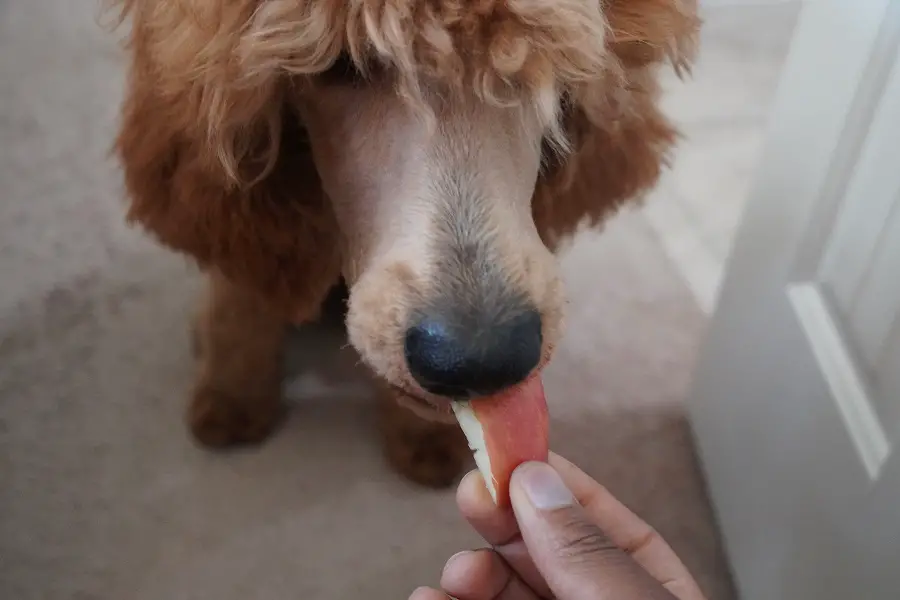 poodle eating an apple