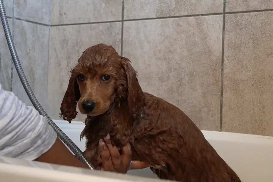 poodle taking a bath
