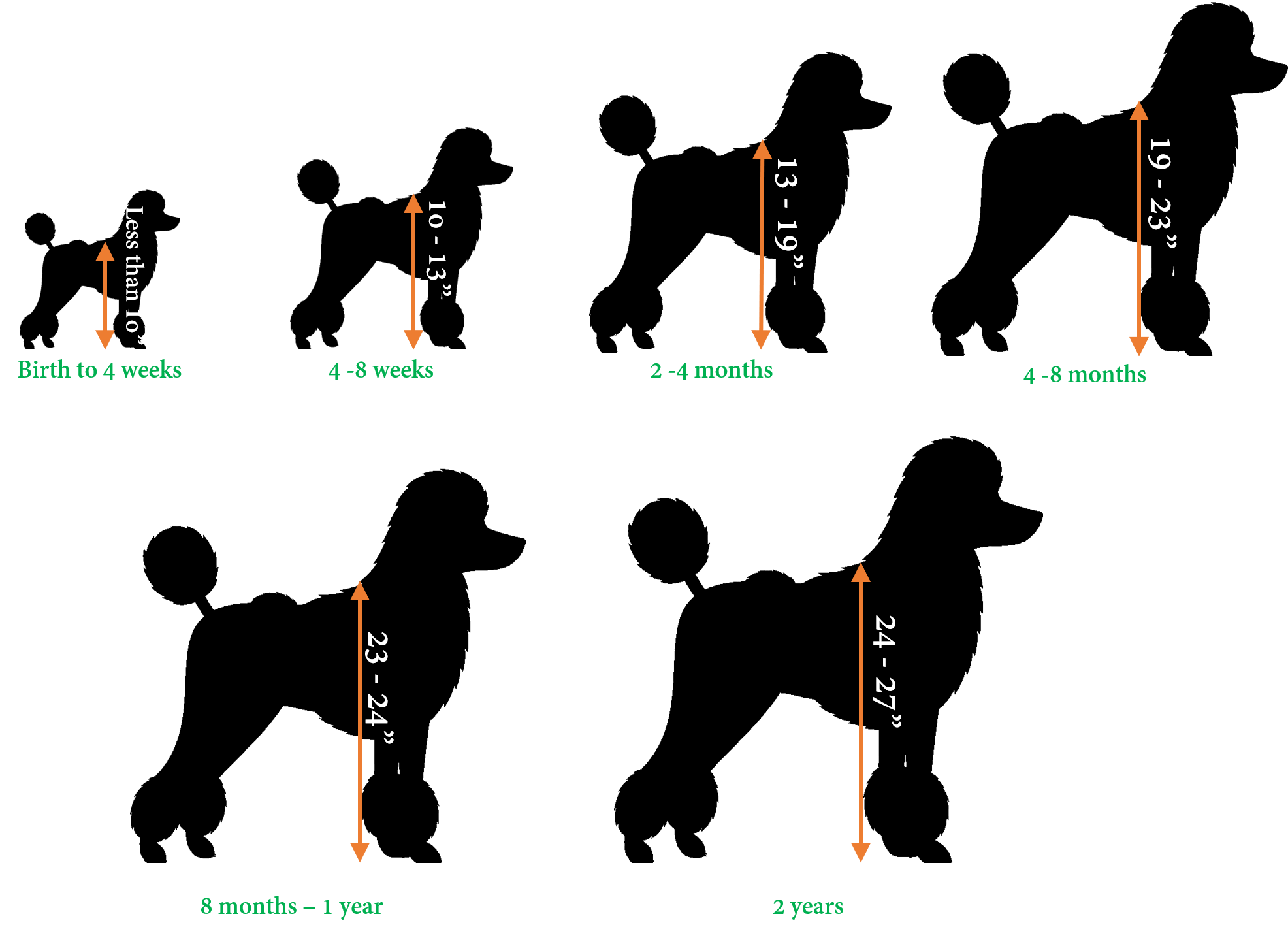 pudel-wachstum-rechner-zur-vorhersage-ihrer-pudels-erwachsenengr-e