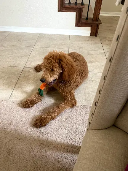 standard poodle playing with toy