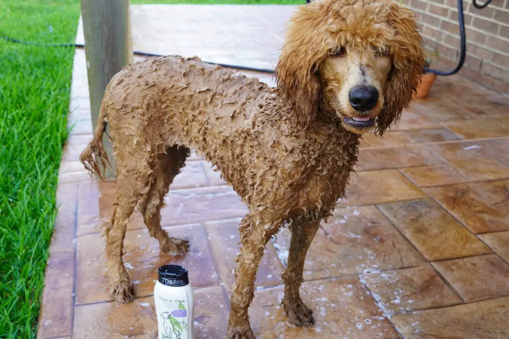 bathing a poodle