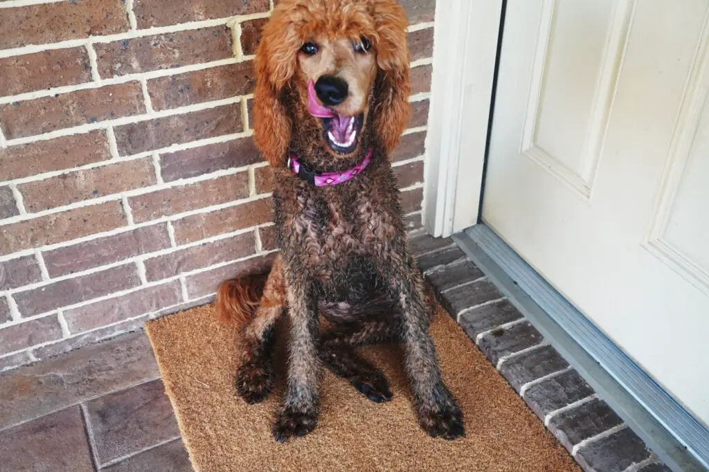 a dirty standard poodle