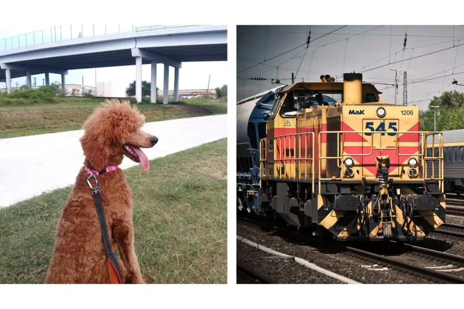 poodle seeing a railway train for the first time