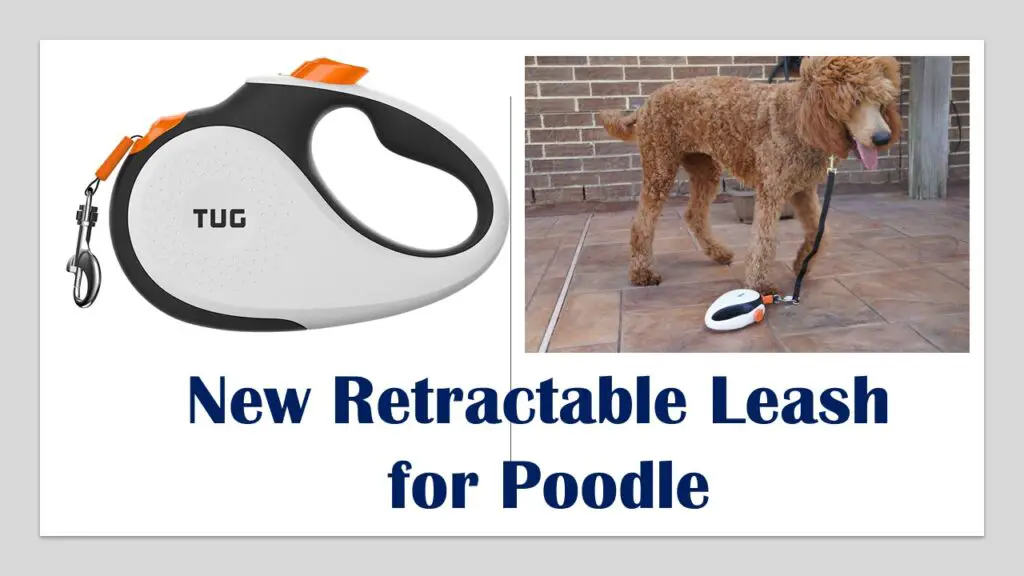 the new retractable leash that i got for my poodle