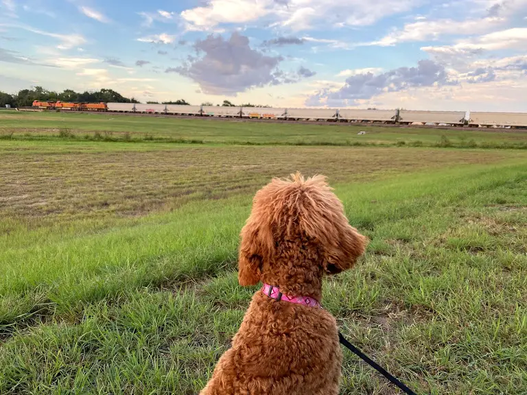 poodle looking at railway train