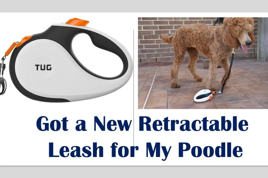 new retractable leash for my poodle