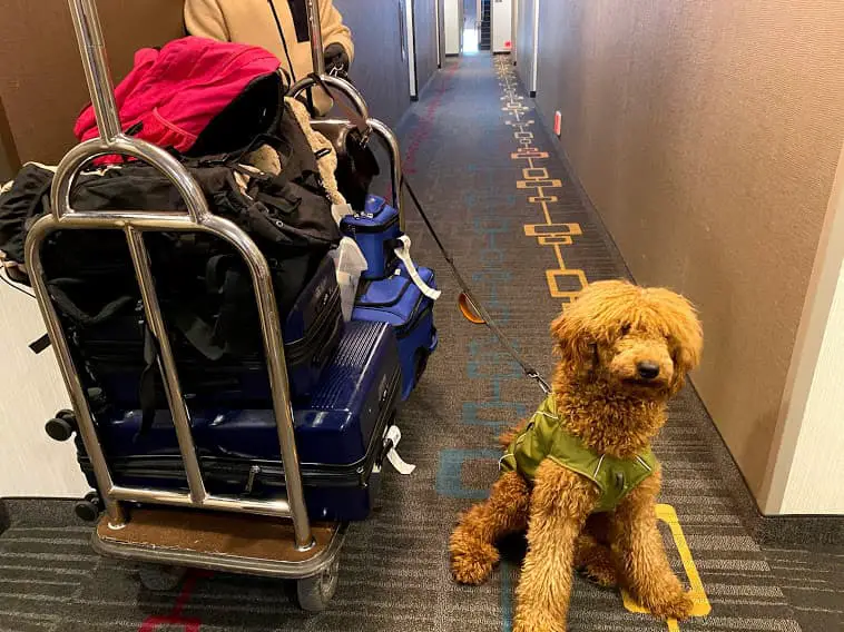 traveling with poodle