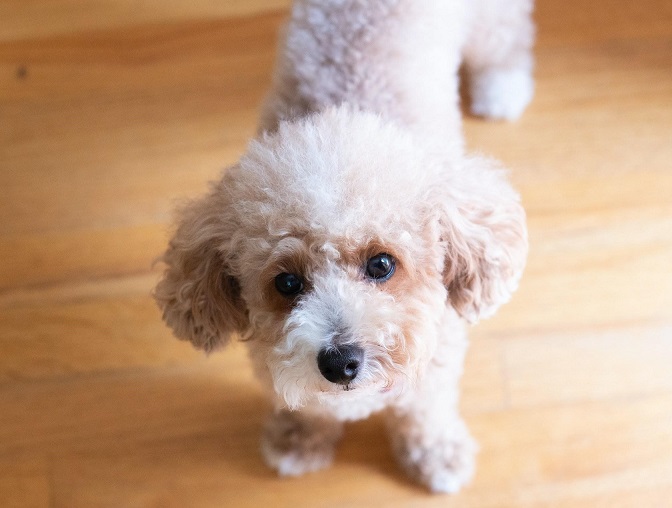 A toy poodle