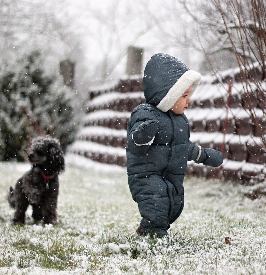 a toy poodle with kid