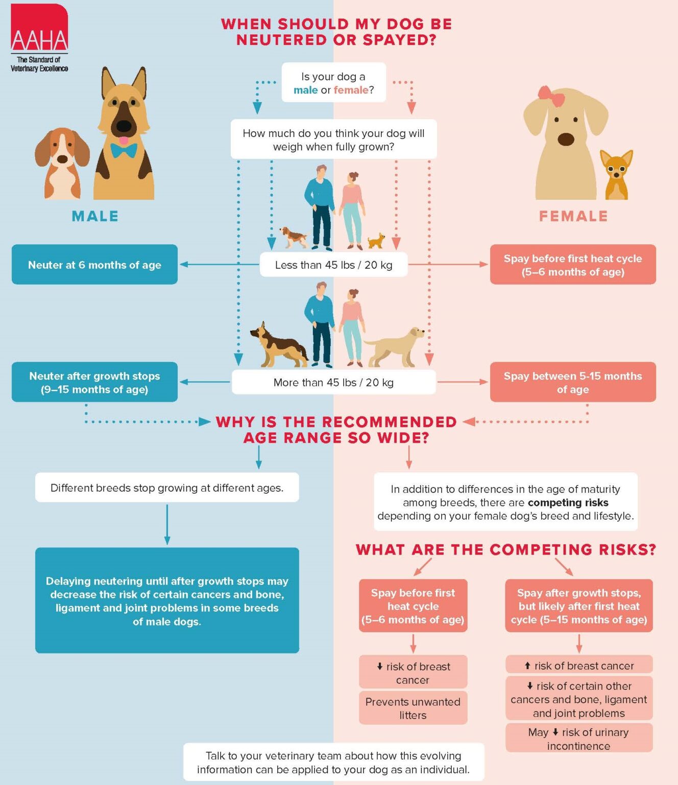 Toy Poodle Growth. Weight and Height Calculator for Toy Poodles