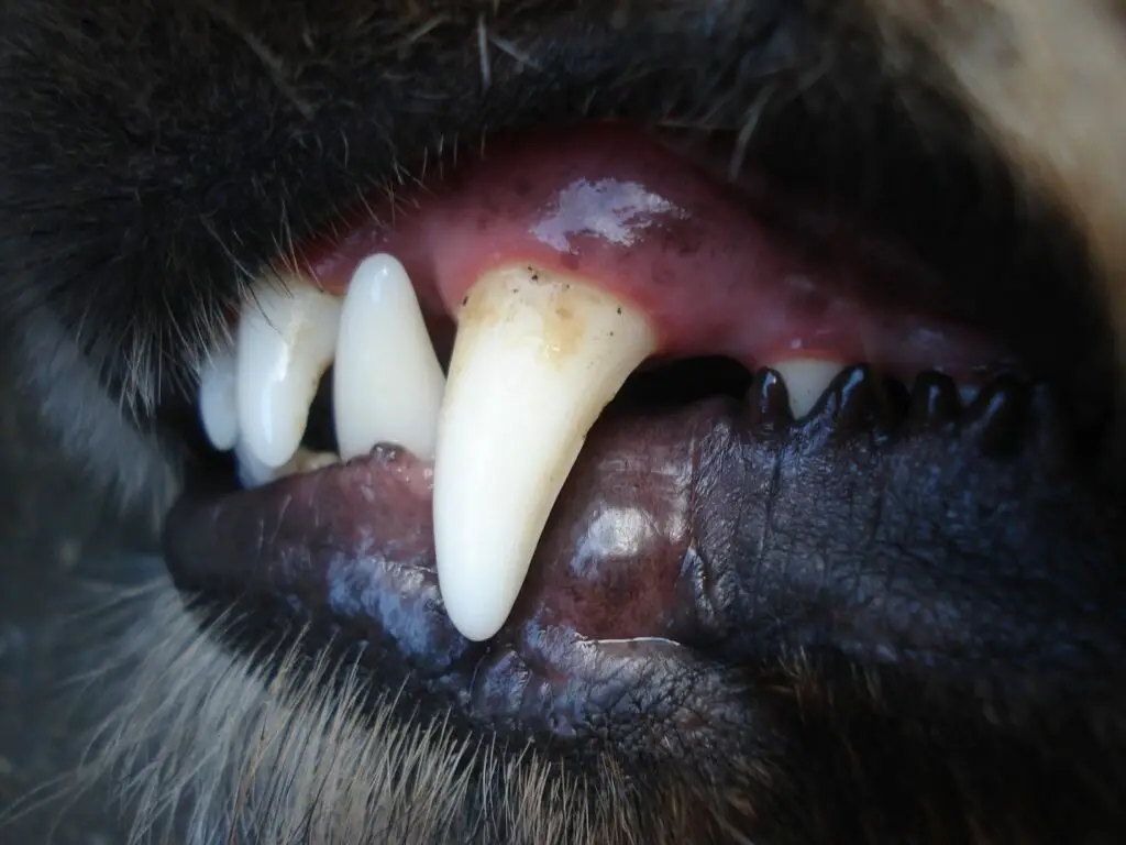 Dog with mild dental tartar