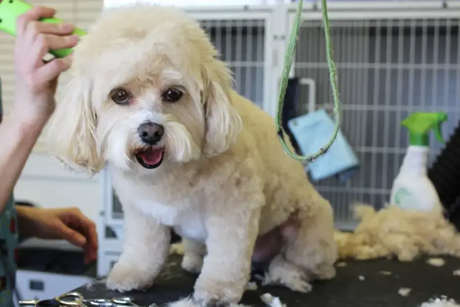 how often do toy poodles need to be groomed