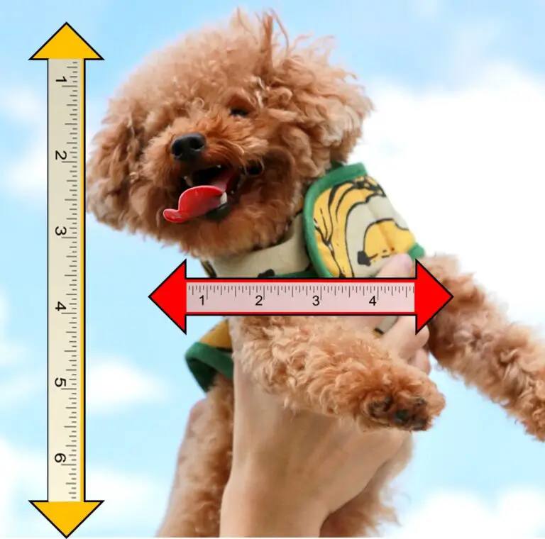 Toy Poodle Growth. Weight And Height Calculator For Toy Poodles