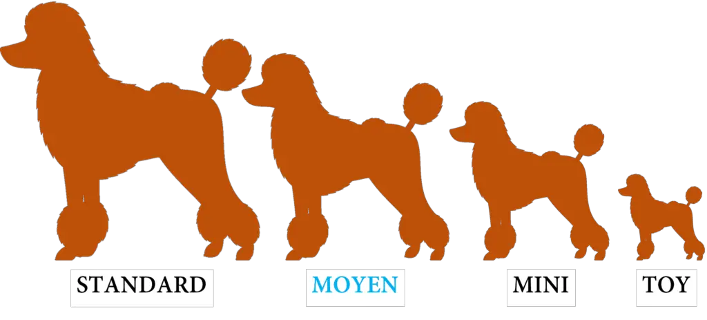 Standard Poodle Size Chart