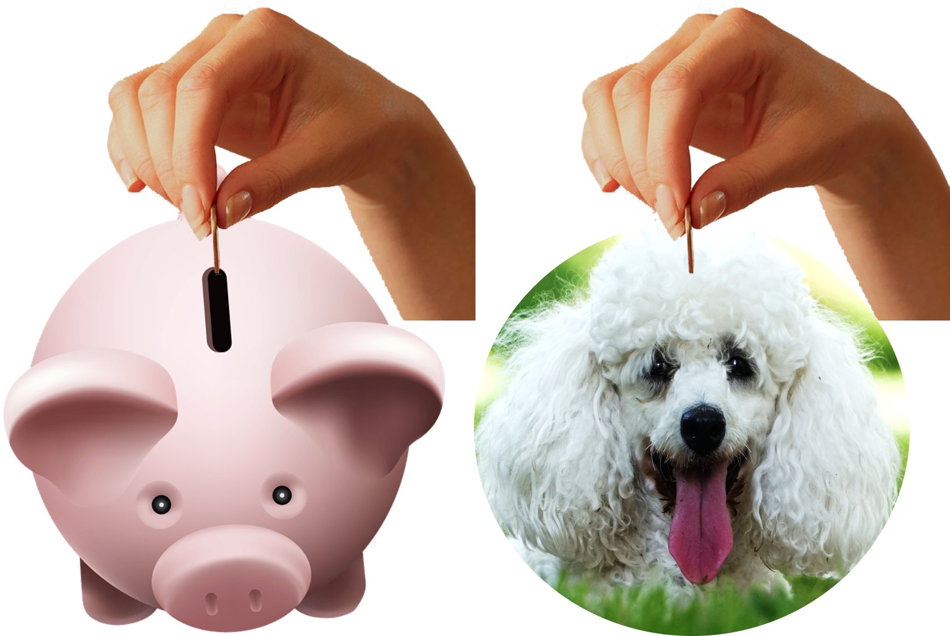 How Much A Toy Poodle Costs See Our Price Survey Result Best Poodle