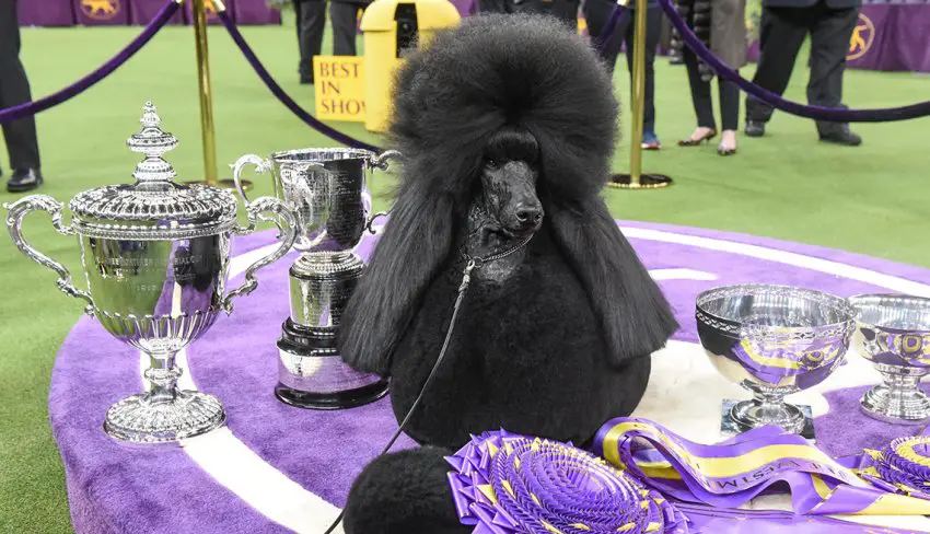 siba-winner-westminister-standard-poodle