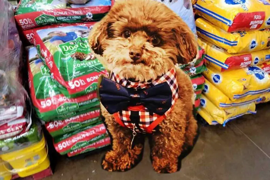 Toy poodle in front of bags of dog food