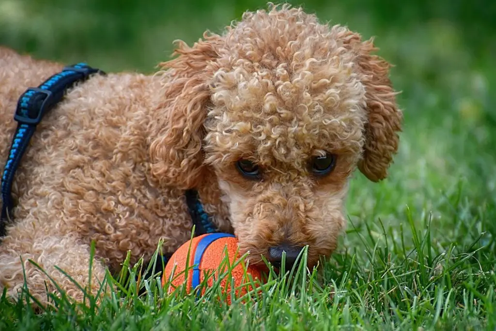 toy poodle playing with a ball