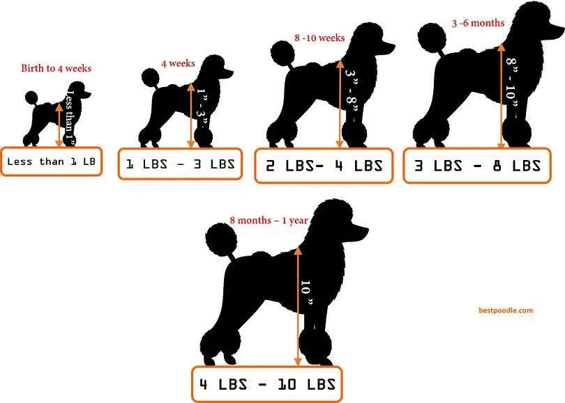 Toy Poodle Size Chart