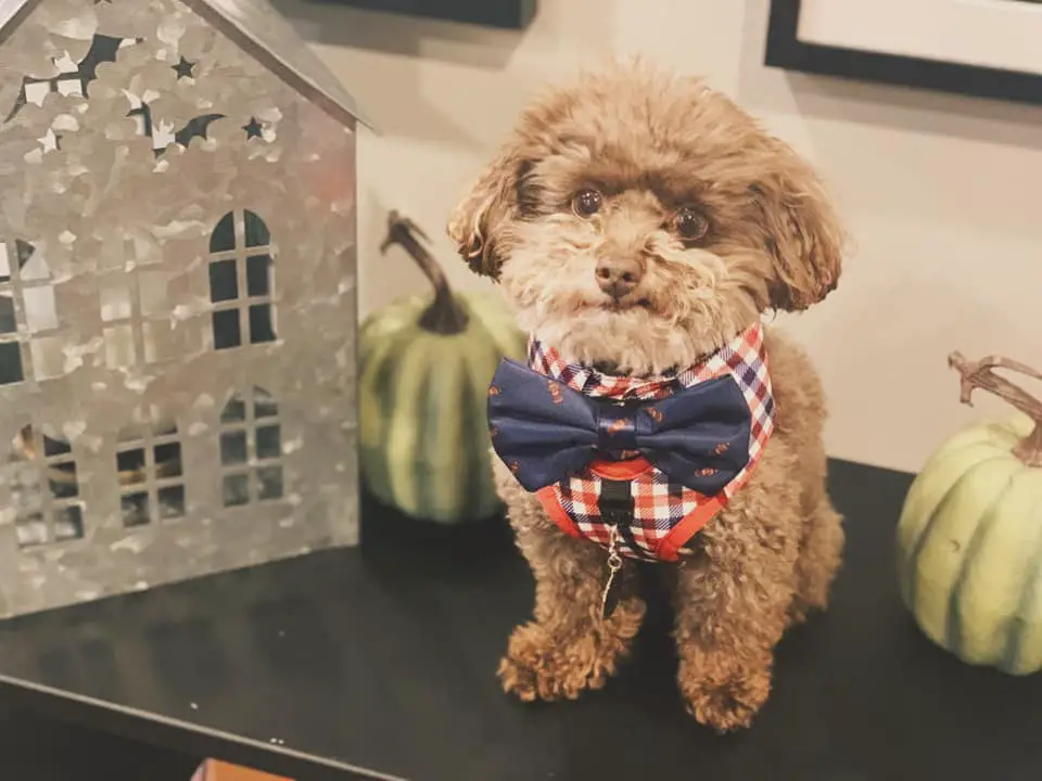 toy poodle with bow tie