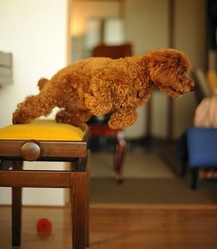 a toy poodle under training