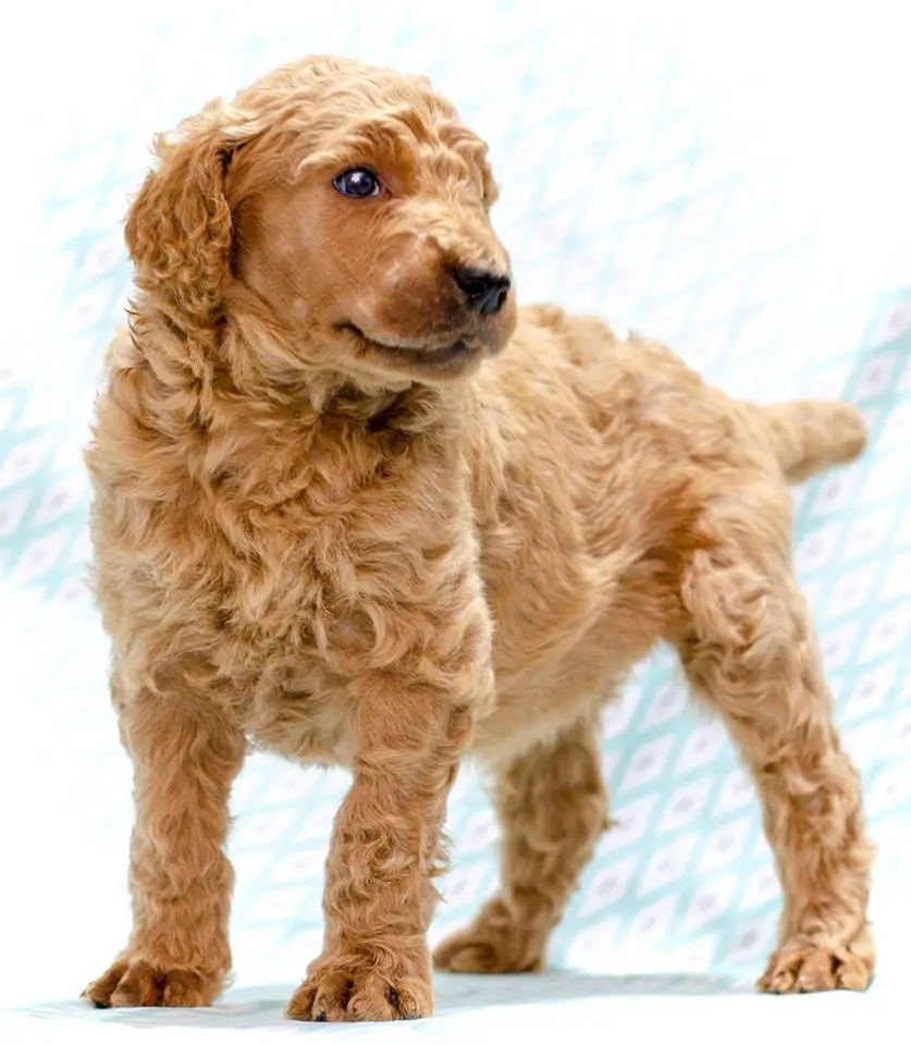 brown miniature poodle