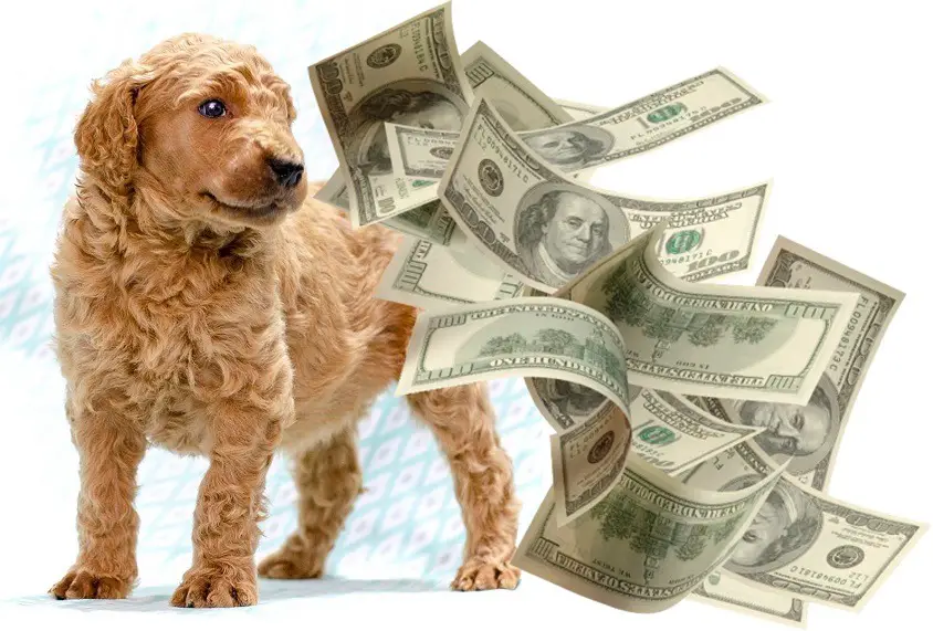 how much miniature poodle cost