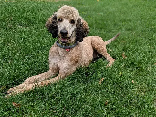 male standard poodle