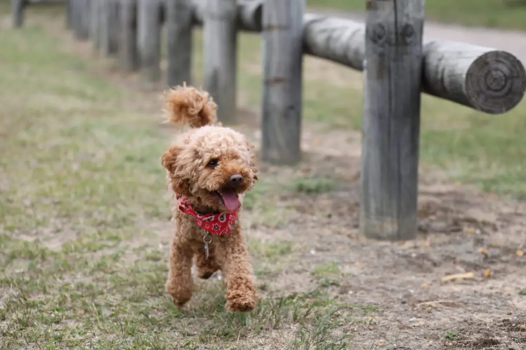 how much does a mini poodle weigh