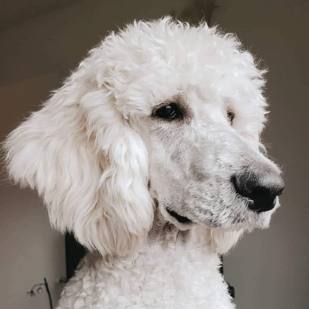 a white poodle