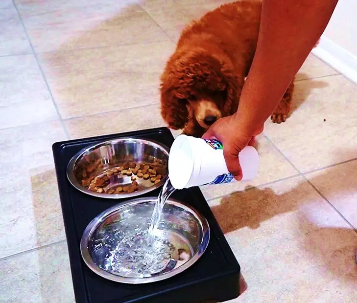 giving water to poodle in a bowl