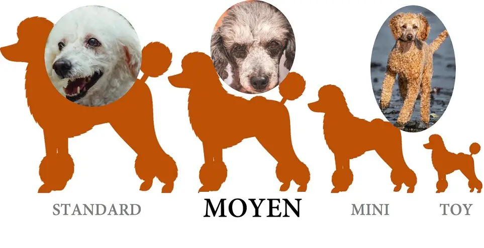 red moyen poodle puppies for sale