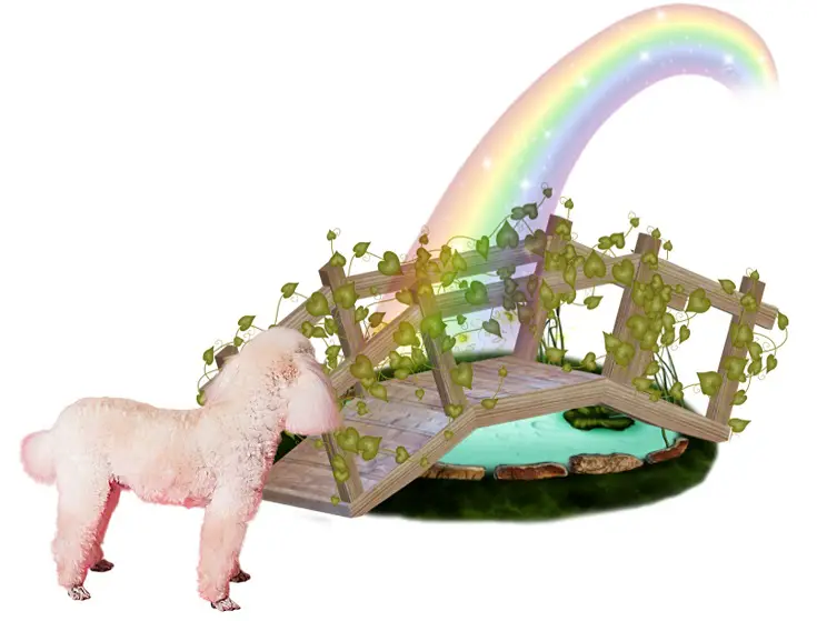 standard poodle by rainbow bridge
