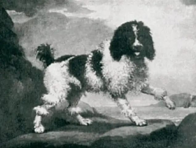 a parti colored poodle from a 1700 painting