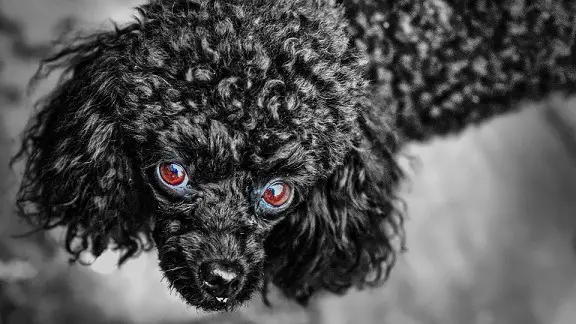 do black poodles have white skin