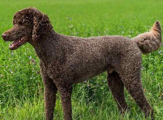 why do poodles change colors