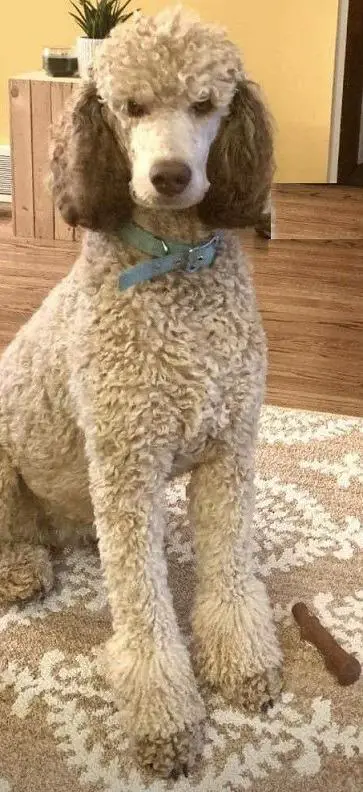 cream standard poodle